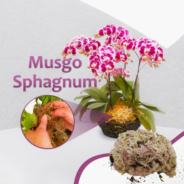 MUSGO SPHAGNUM VERSAILLES - 50 GR
