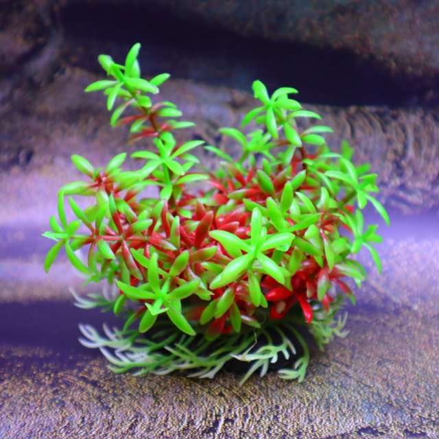 PLANTA BASE MYOPORUM RED - GREEN - 9 CM